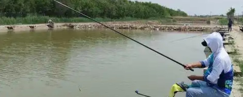 五月鲤鱼会开口吗，五月鲤鱼开口状态好