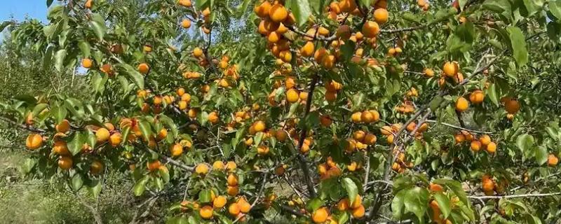 杏树是裸子植物吗，杏树是被子植物