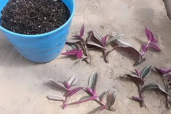 油画婚礼吊兰叶缘焦枯怎么办，养分不足可以追施氮肥