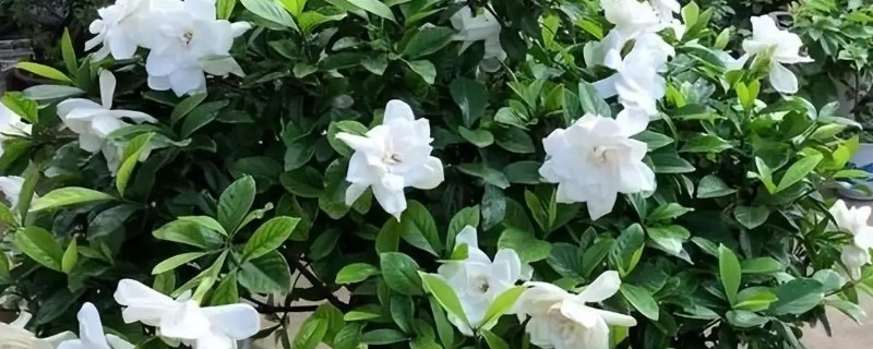 栀子花香吗，栀子花香味浓郁