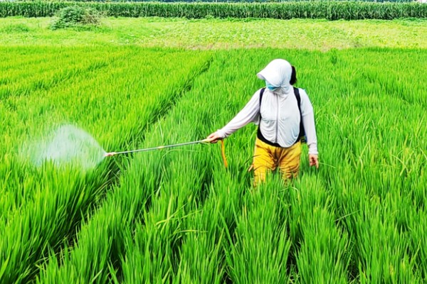 糯米病虫害的防治方法，防治蚜虫可喷施吡虫啉等药剂