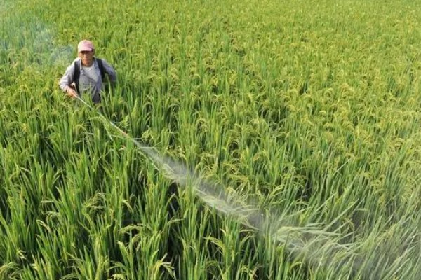 糯米病虫害的防治方法，防治蚜虫可喷施吡虫啉等药剂