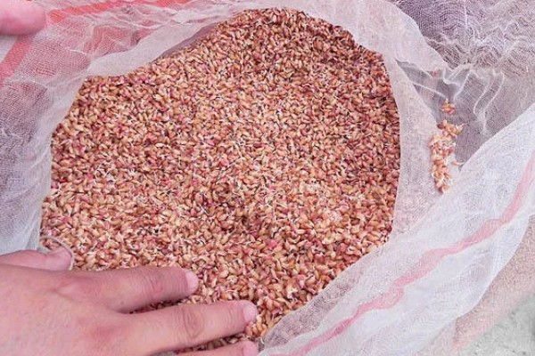 糯米病虫害的防治方法，防治蚜虫可喷施吡虫啉等药剂