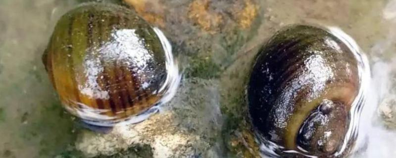 福寿螺有哪些危害，其粪便会对水体造成污染
