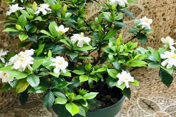 栀子花什么时候开，在5-6月左右开放