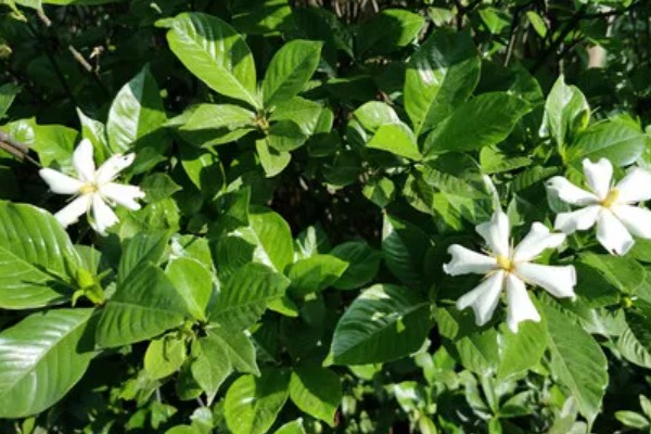 栀子花什么时候开，在5-6月左右开放