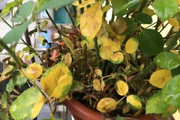 花卉叶子为什么发黄，可能是光照太强所致