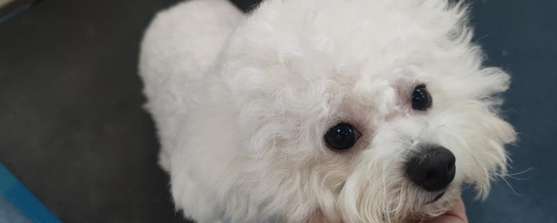 犬猫卵巢肿瘤怎么治疗，接受手术可防止肿瘤扩散