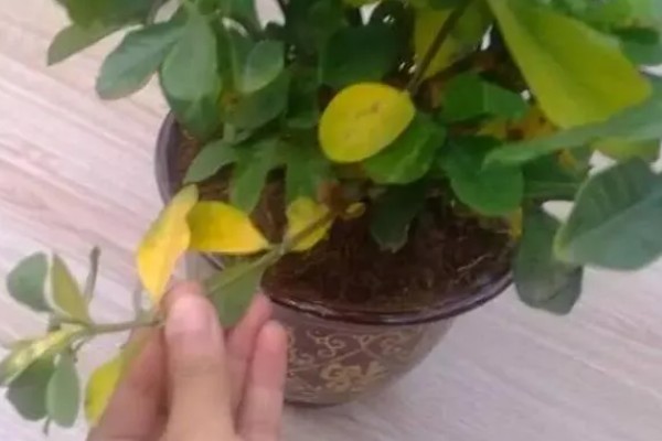 花卉叶子为什么发黄，可能是光照太强所致