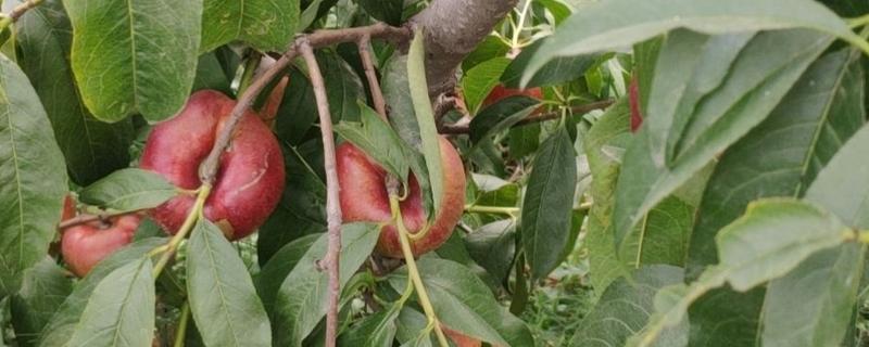 油蟠5号桃苗有什么特点，成熟时间早、果实风味甘甜