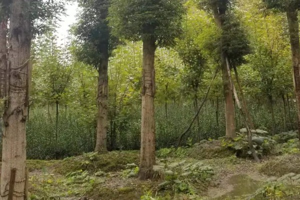帝王木是指什么树，是指金丝楠树