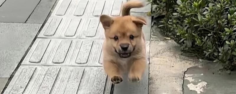 小奶狗吃什么，建议喂食宠物专用的羊奶粉