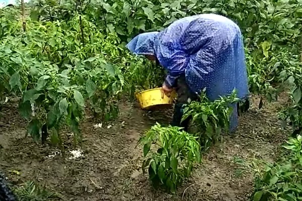 怎么防止辣椒发生冻害，喷施氯化钙溶液可增强抗寒性
