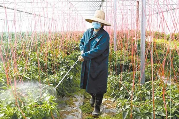 怎么防止辣椒发生冻害，喷施氯化钙溶液可增强抗寒性