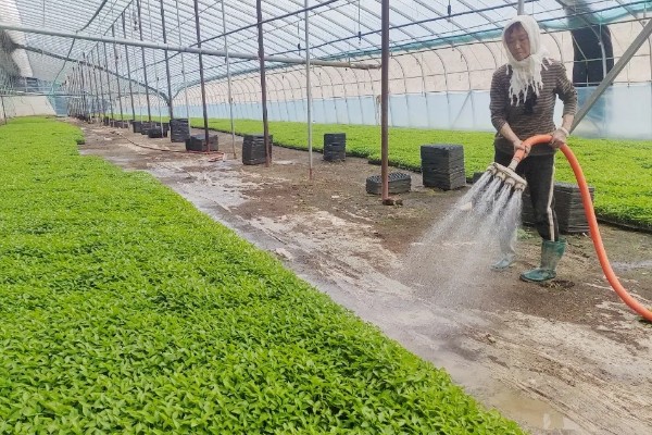 怎么防止辣椒发生冻害，喷施氯化钙溶液可增强抗寒性