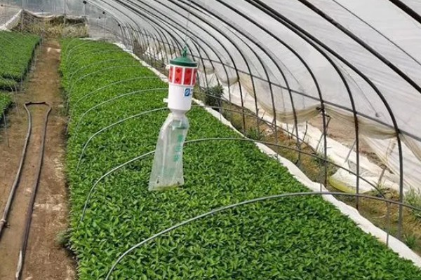 怎么防止辣椒发生冻害，喷施氯化钙溶液可增强抗寒性