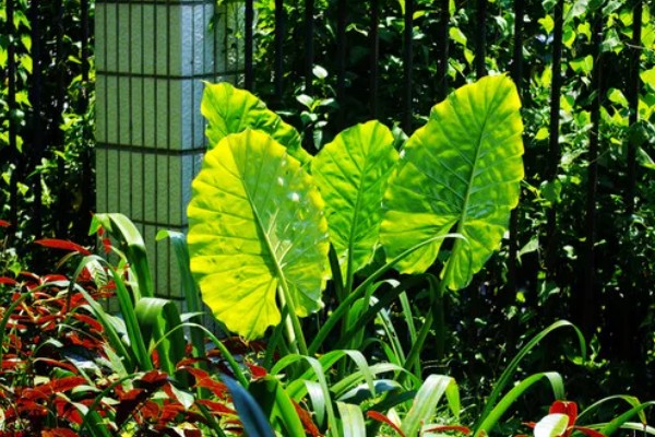 植物冬季病害防治方法，应剪除徒长枝、病虫枝、枯枝