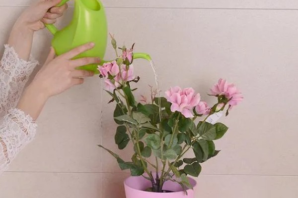 植物冬季病害防治方法，应剪除徒长枝、病虫枝、枯枝