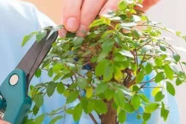 植物冬季病害防治方法，应剪除徒长枝、病虫枝、枯枝