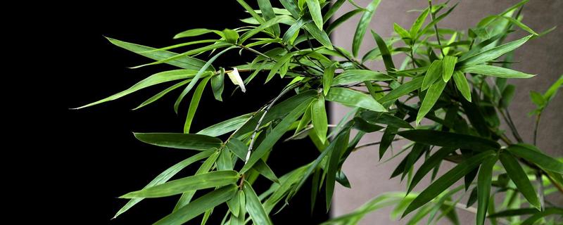 竹叶打卷的原因，缺少水分、受到强光照射时均会卷叶