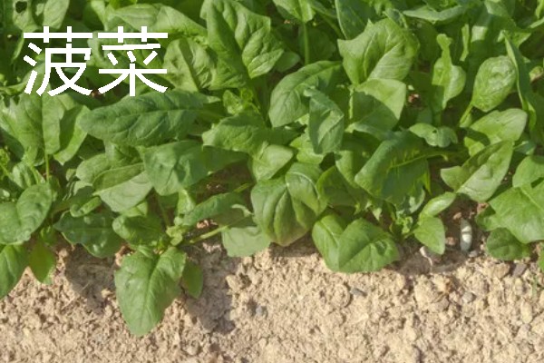 秋天适合种植什么蔬菜，可选择菠菜、小白菜等