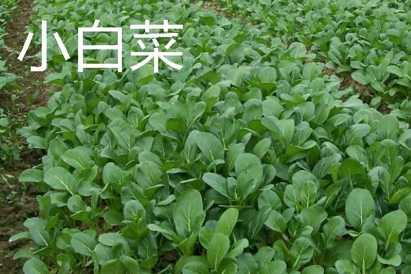 秋天适合种植什么蔬菜，可选择菠菜、小白菜等