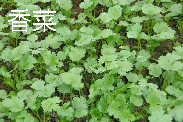 秋天适合种植什么蔬菜，可选择菠菜、小白菜等