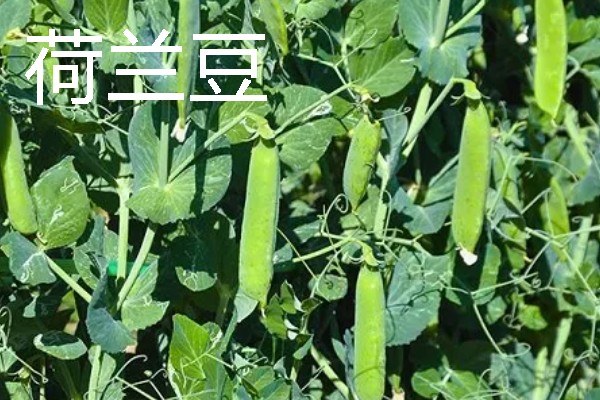 秋天适合种植什么蔬菜，可选择菠菜、小白菜等