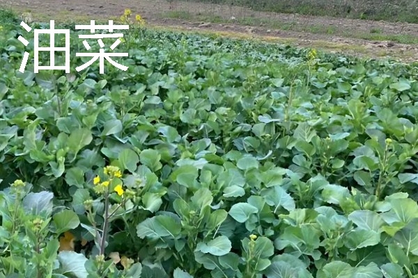 秋天适合种植什么蔬菜，可选择菠菜、小白菜等