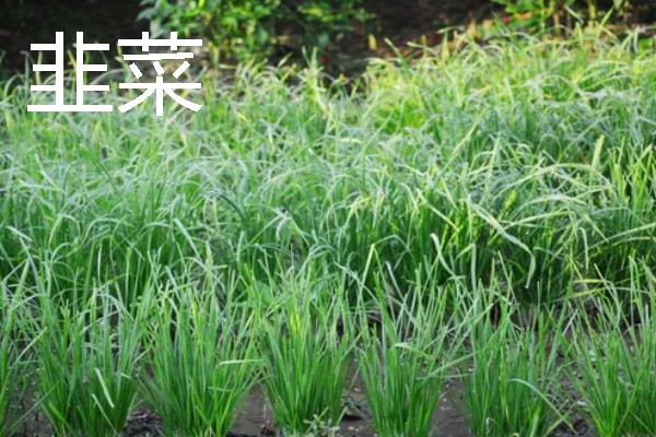 秋天适合种植什么蔬菜，可选择菠菜、小白菜等
