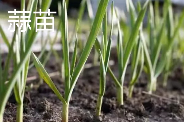 秋天适合种植什么蔬菜，可选择菠菜、小白菜等