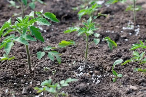 秋天适合种植什么蔬菜，可选择菠菜、小白菜等