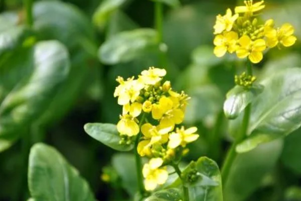秋天适合种植什么蔬菜，可选择菠菜、小白菜等
