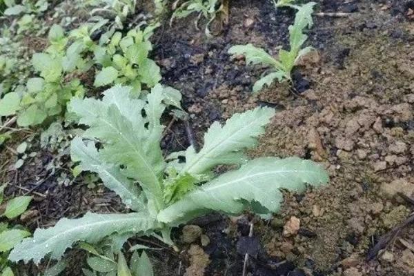 在室内怎么种植罂粟，进入花期时要施肥一到两次