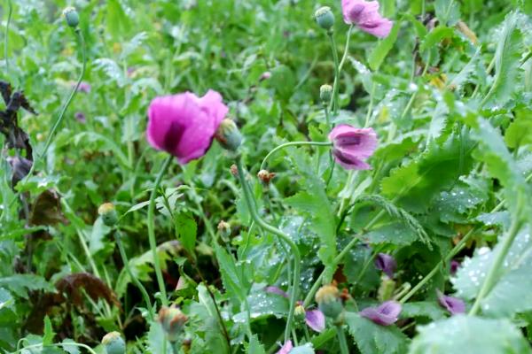 在室内怎么种植罂粟，进入花期时要施肥一到两次