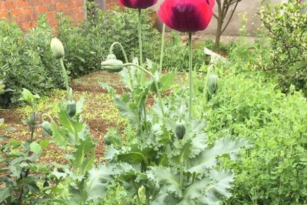 在室内怎么种植罂粟，进入花期时要施肥一到两次