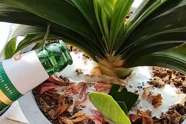 对君子兰浇白酒的方法，稀释后沿着盆边浇灌