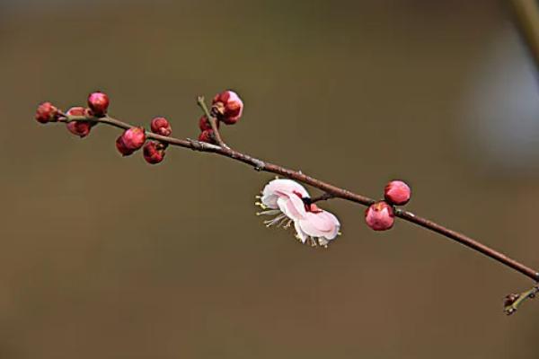 梅花花骨朵的形态，它的花梗较短