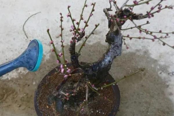 梅花花骨朵的形态，它的花梗较短