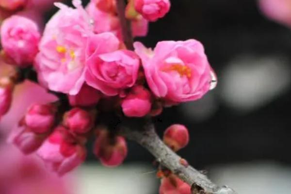 梅花花骨朵的形态，它的花梗较短