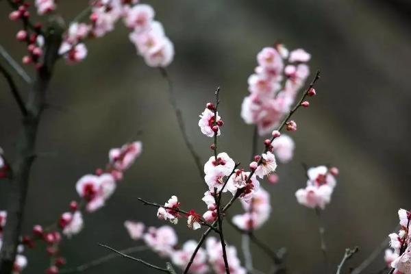 梅花花骨朵的形态，它的花梗较短