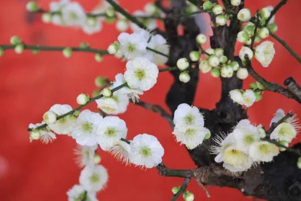 梅花花骨朵的形态，它的花梗较短