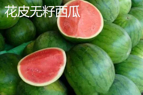 2k西瓜是什么意思，是一种早中熟西瓜品种