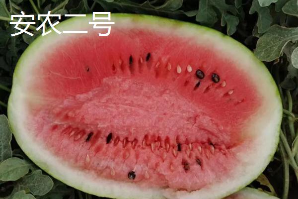 2k西瓜是什么意思，是一种早中熟西瓜品种