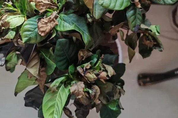如何养殖栀子花，每天接受6小时以上的光照
