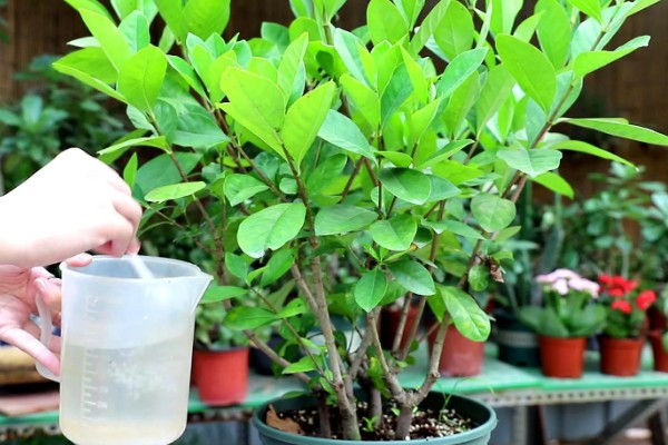 如何养殖栀子花，每天接受6小时以上的光照