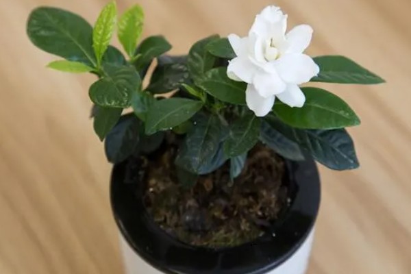 如何养殖栀子花，每天接受6小时以上的光照