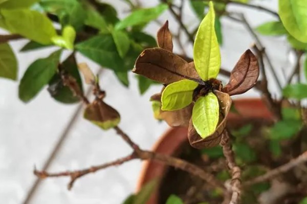 如何养殖栀子花，每天接受6小时以上的光照