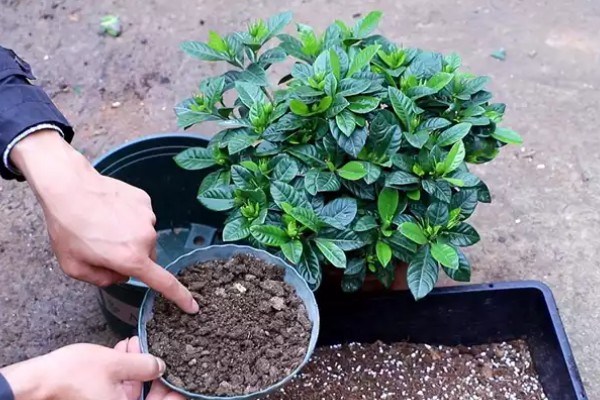 如何养殖栀子花，每天接受6小时以上的光照