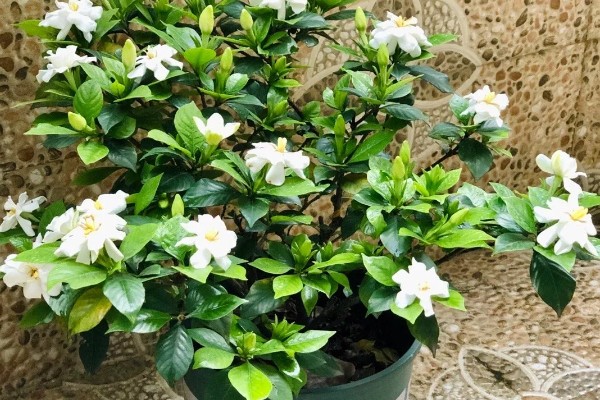 如何养殖栀子花，每天接受6小时以上的光照